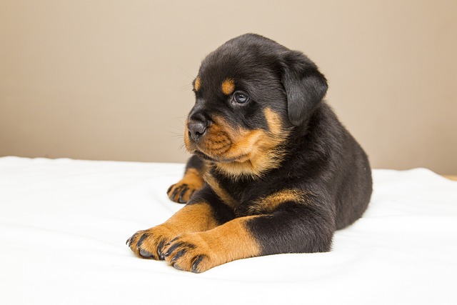 rottweiler-panakei -šteniatko